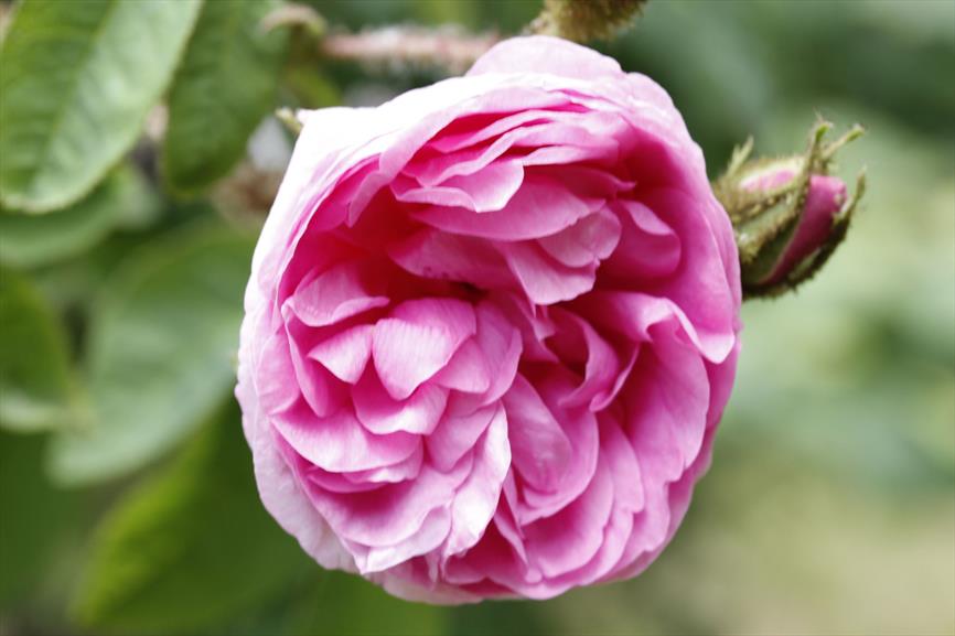 Rosa René d Anjou NVBT